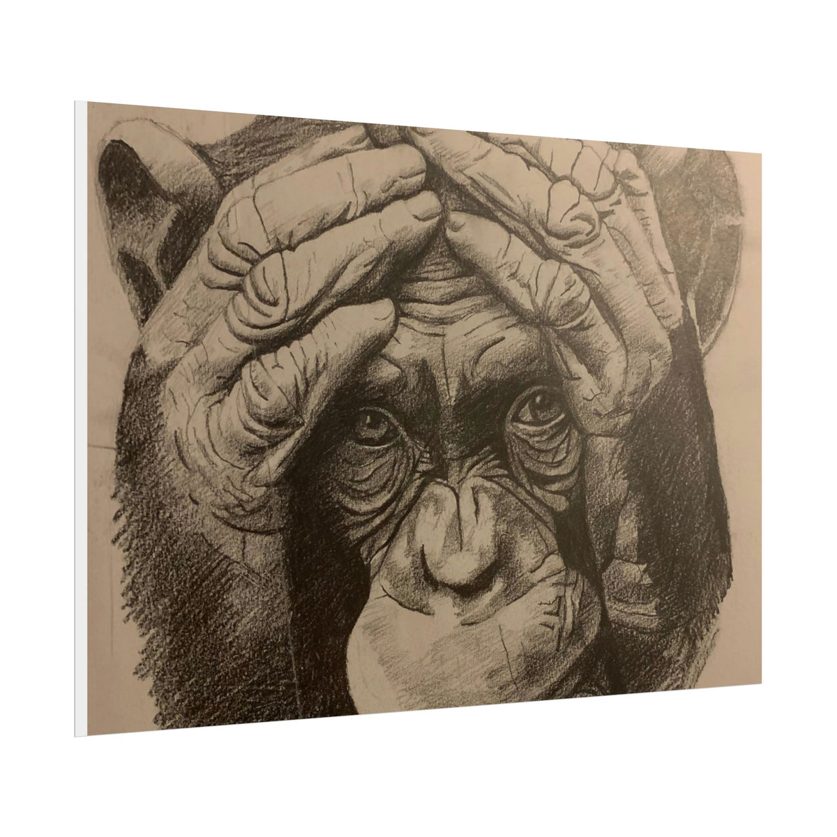 Chimpanzee Pencil Sketch Poster — Realistic Primate Art Print (Rolled)