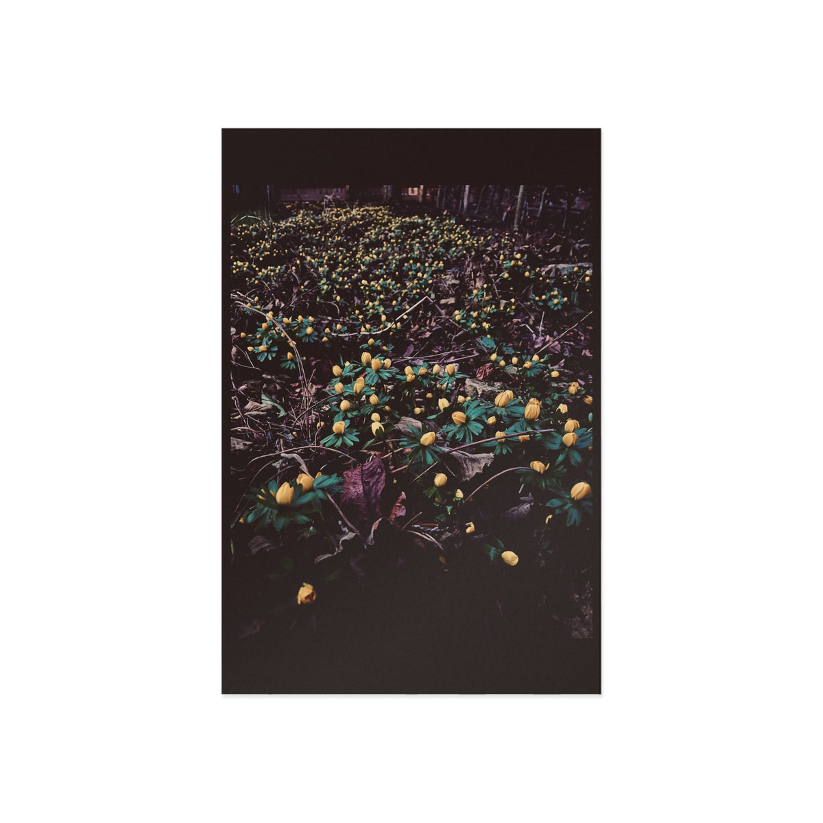 Fine Art Postcard Set — Moody Yellow Wildflower Photography (4x6) GMLC Photography