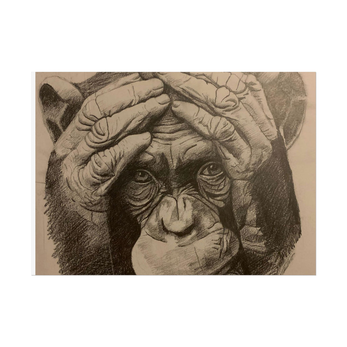 Chimpanzee Pencil Sketch Poster — Realistic Primate Art Print (Rolled)