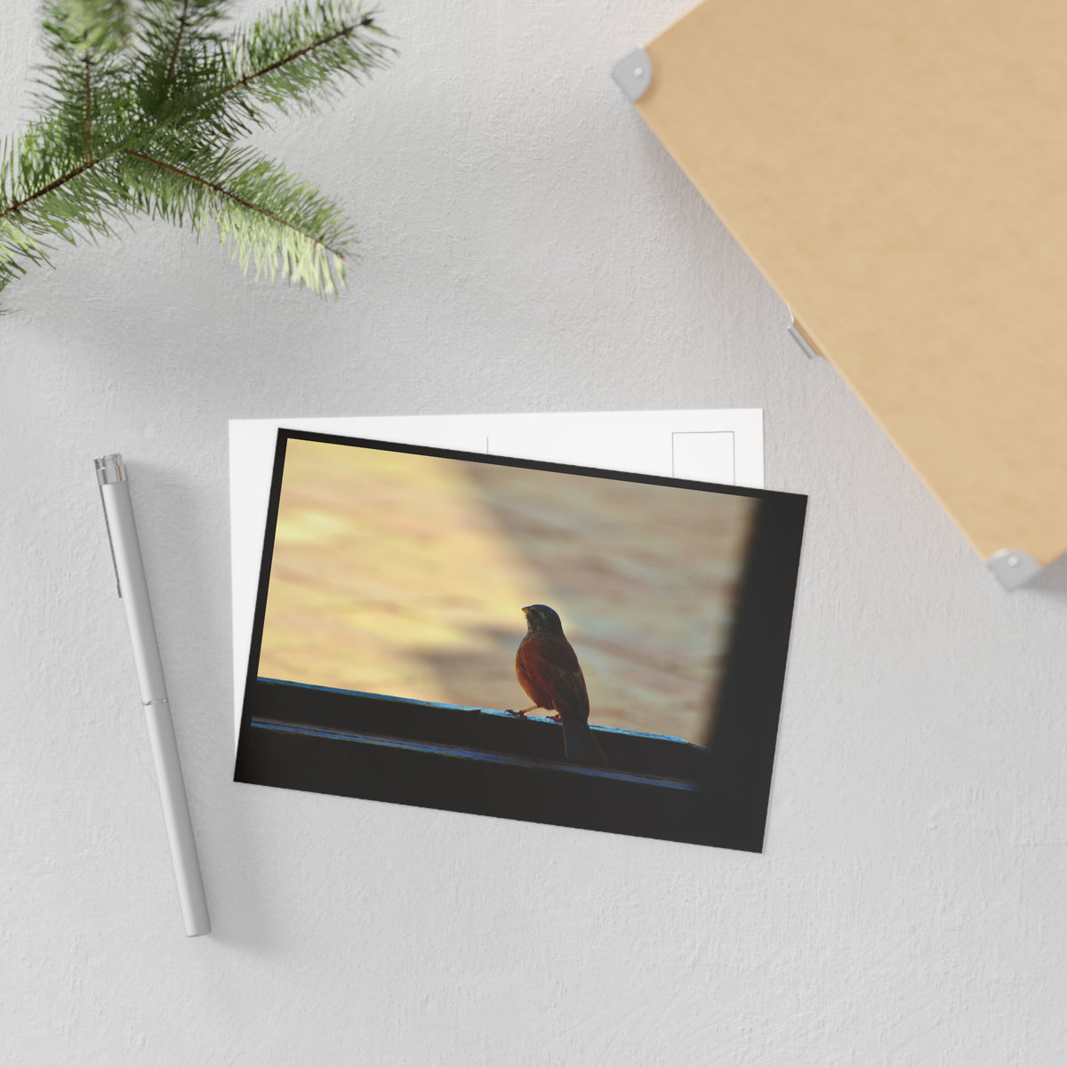 Fine Art Postcards — Window Bird Photography Set GMLC Photography