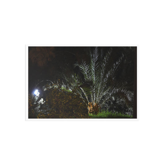 Fine Art Postcard — Night Palm Photo Card
