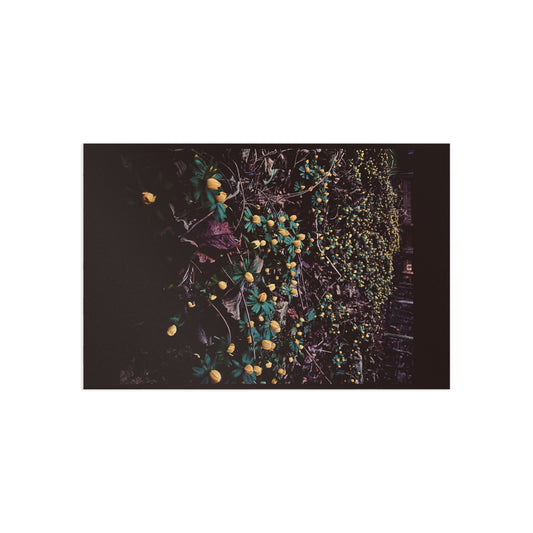 Fine Art Postcard Set — Moody Yellow Wildflower Photography (4x6)