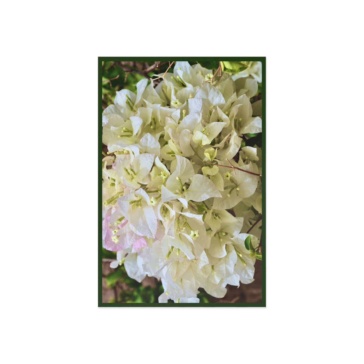 White Bougainvillea Fine Art Postcard – Floral Botanical Greeting Card - GMLC Photography