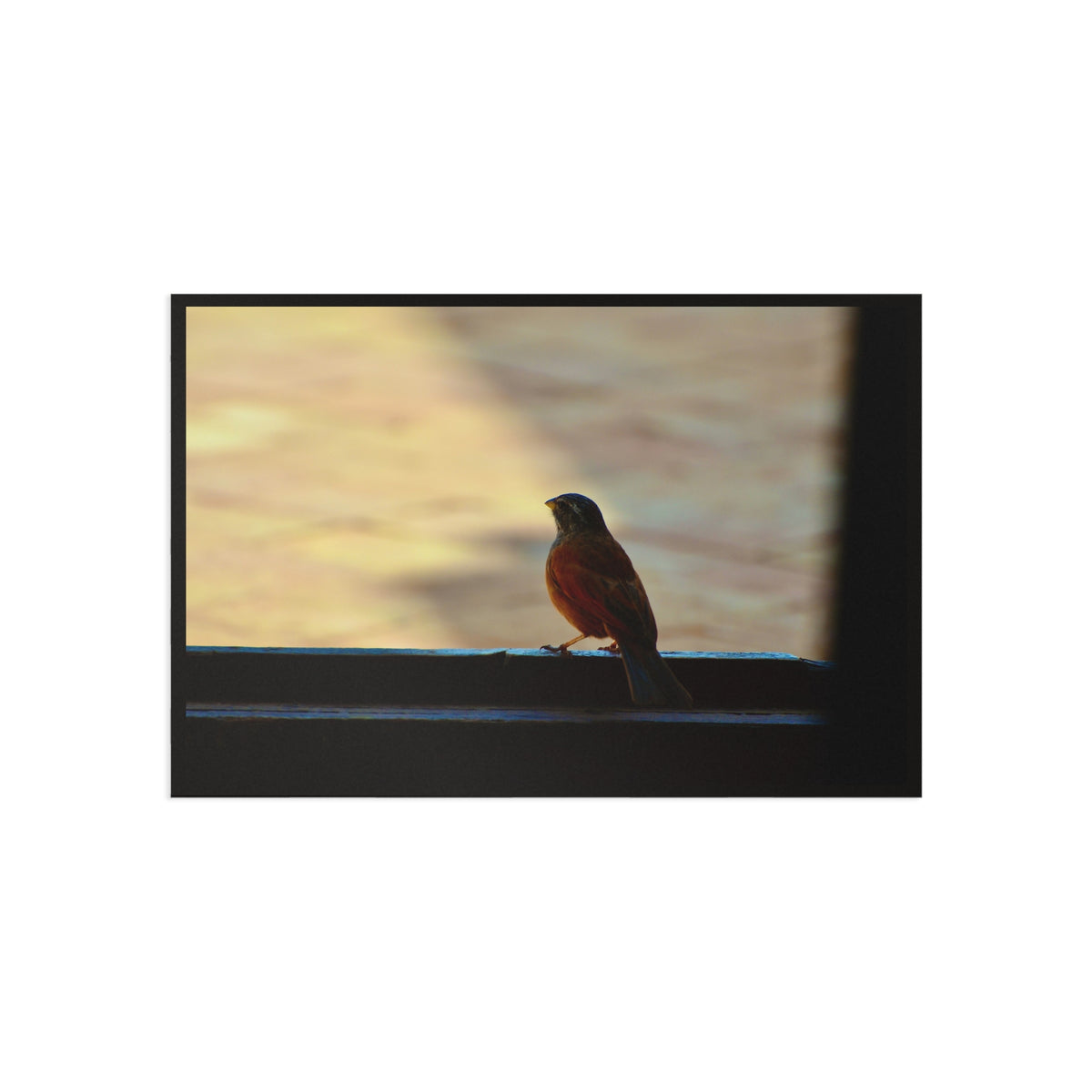 Fine Art Postcards — Window Bird Photography Set GMLC Photography