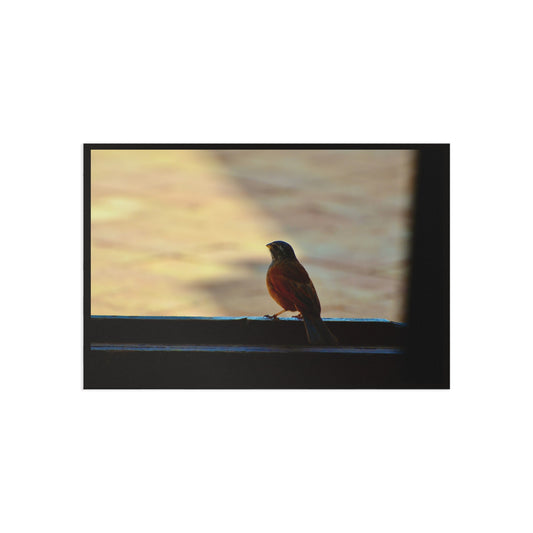 Fine Art Postcards — Window Bird Photography Set