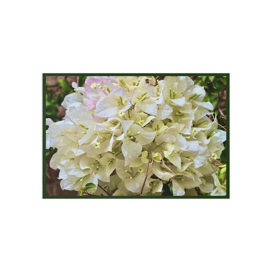 White Bougainvillea Fine Art Postcard – Floral Botanical Greeting Card