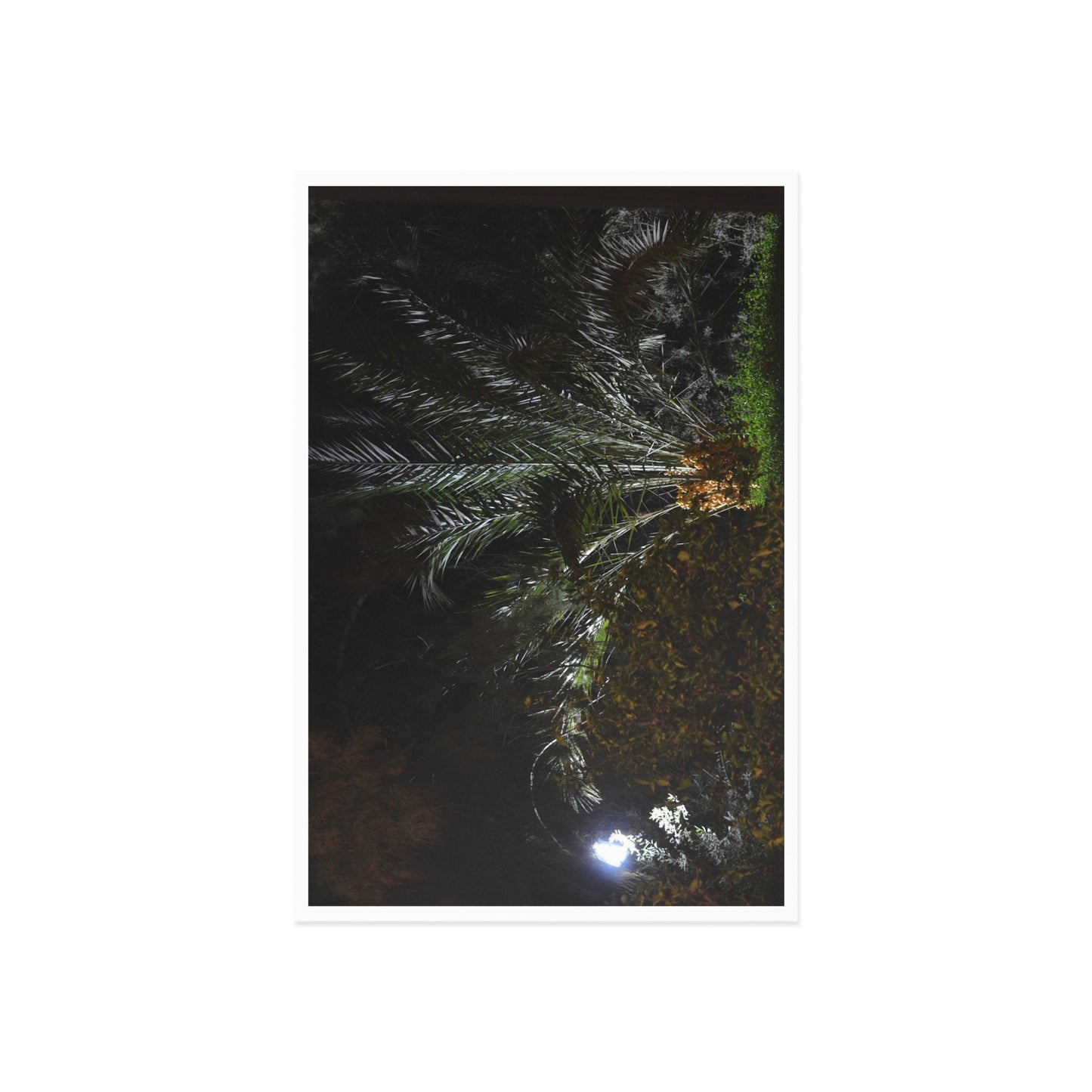 Fine Art Postcard — Night Palm Photo Card