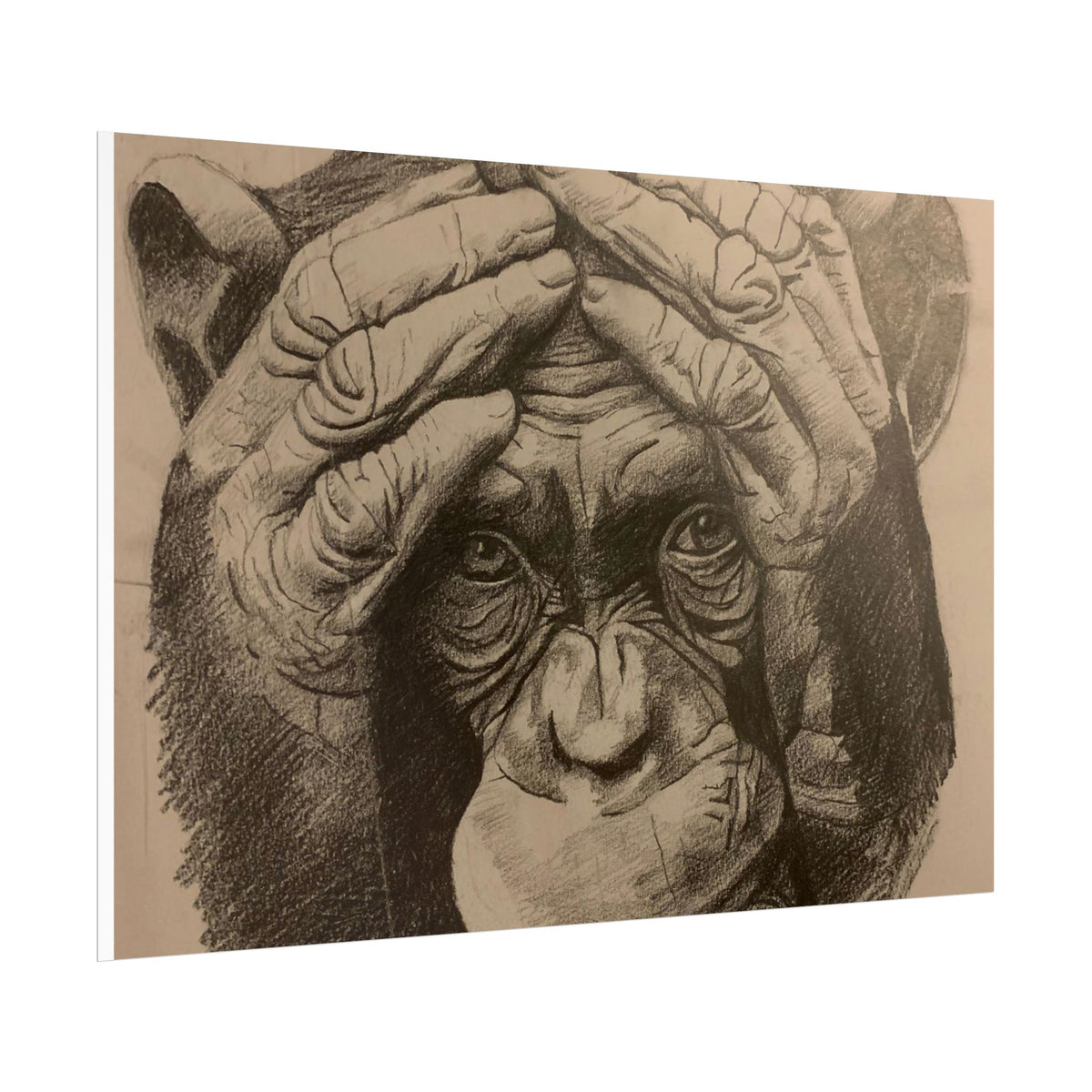 Chimpanzee Pencil Sketch Poster — Realistic Primate Art Print (Rolled)