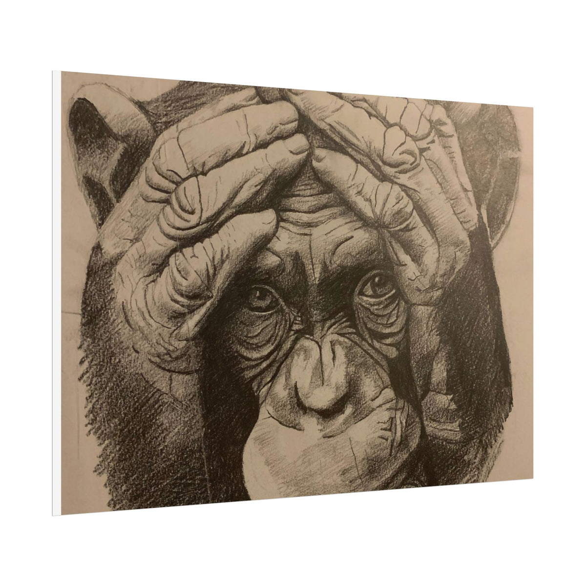 Chimpanzee Pencil Sketch Poster — Realistic Primate Art Print (Rolled)