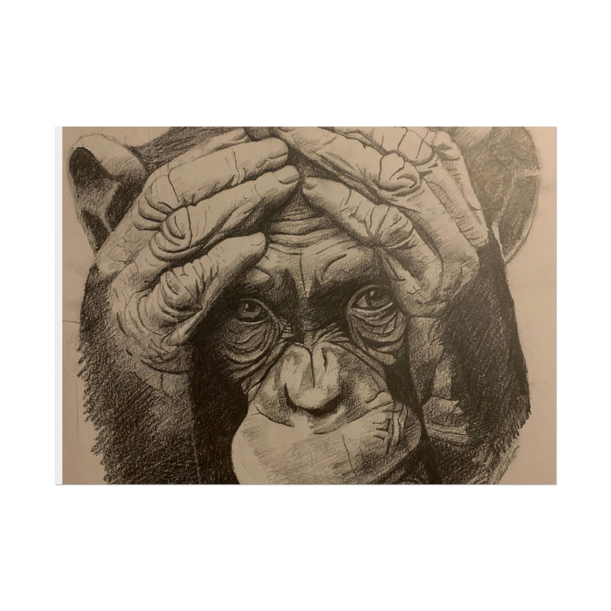 Chimpanzee Pencil Sketch Poster — Realistic Primate Art Print (Rolled)