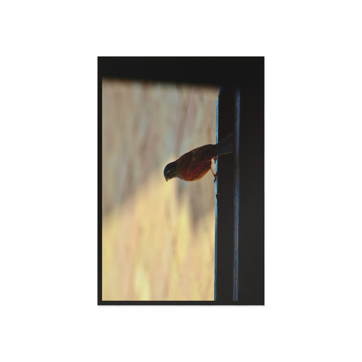 Fine Art Postcards — Window Bird Photography Set GMLC Photography